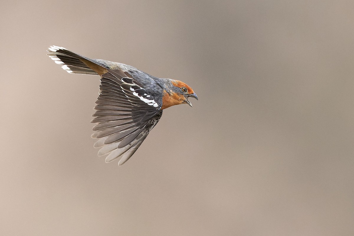 Рара червоновола - ML646826551