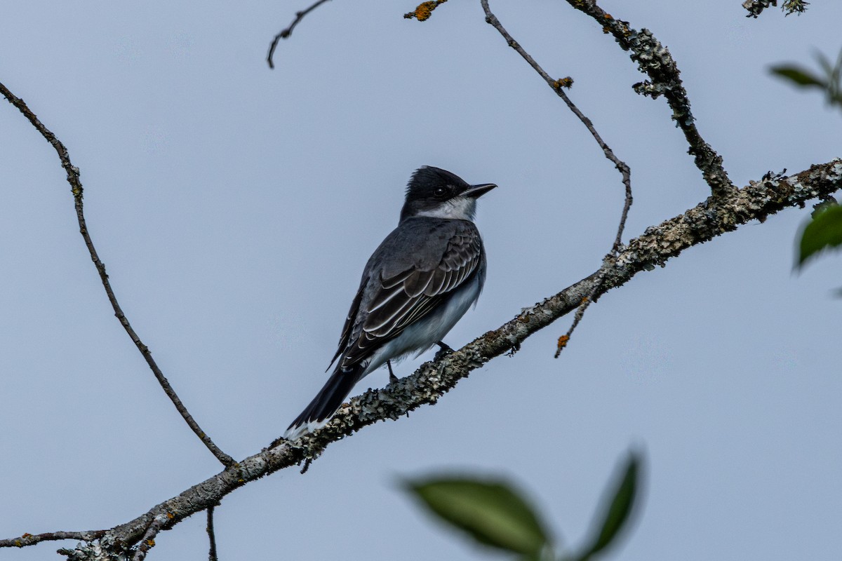 Tirano Oriental - ML646826552