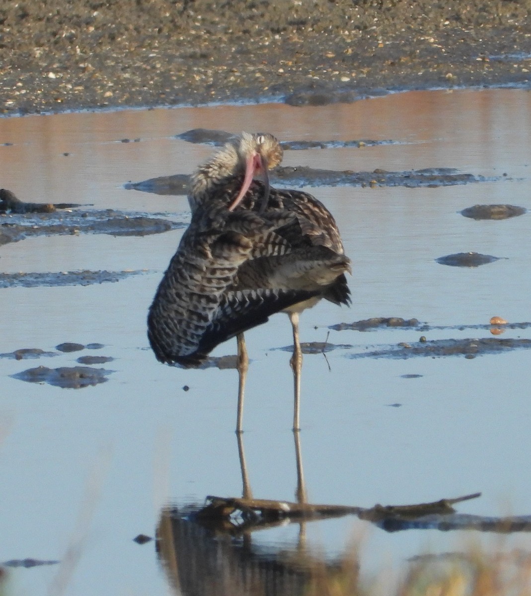 Дальневосточный кроншнеп - ML646826553