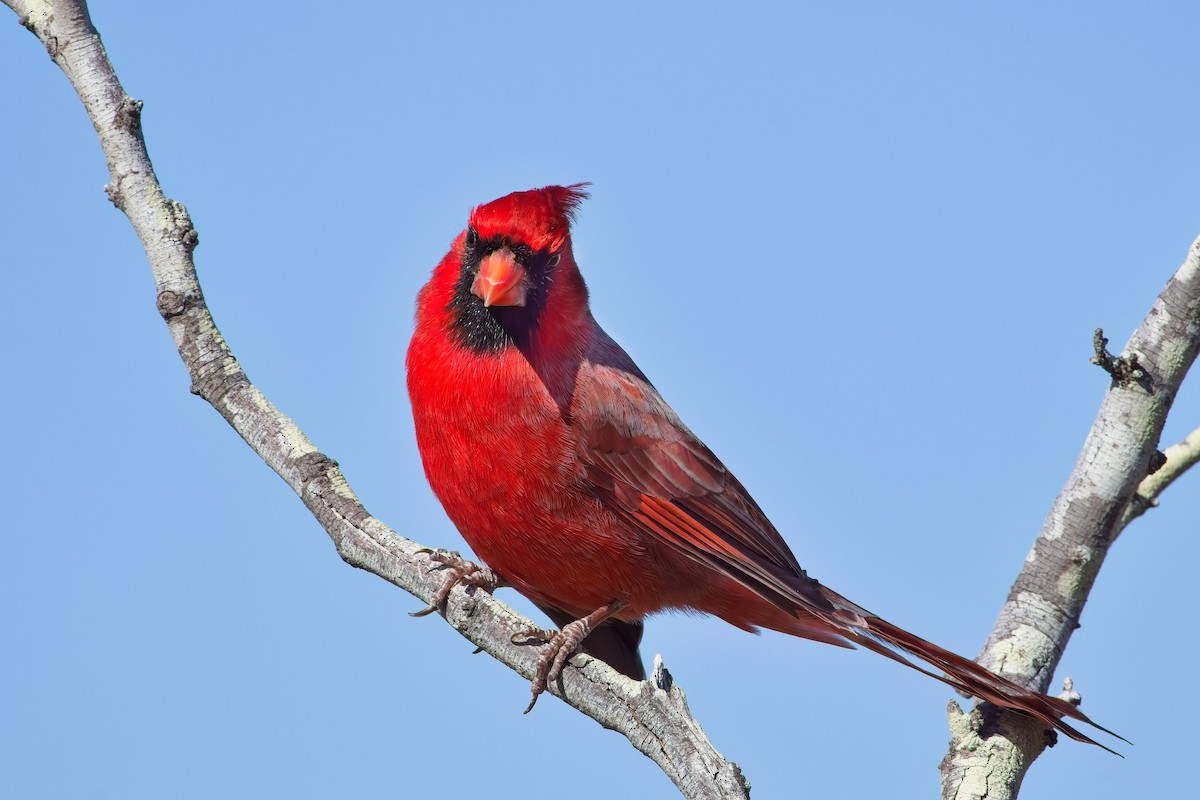 Кардинал червоний - ML646826555