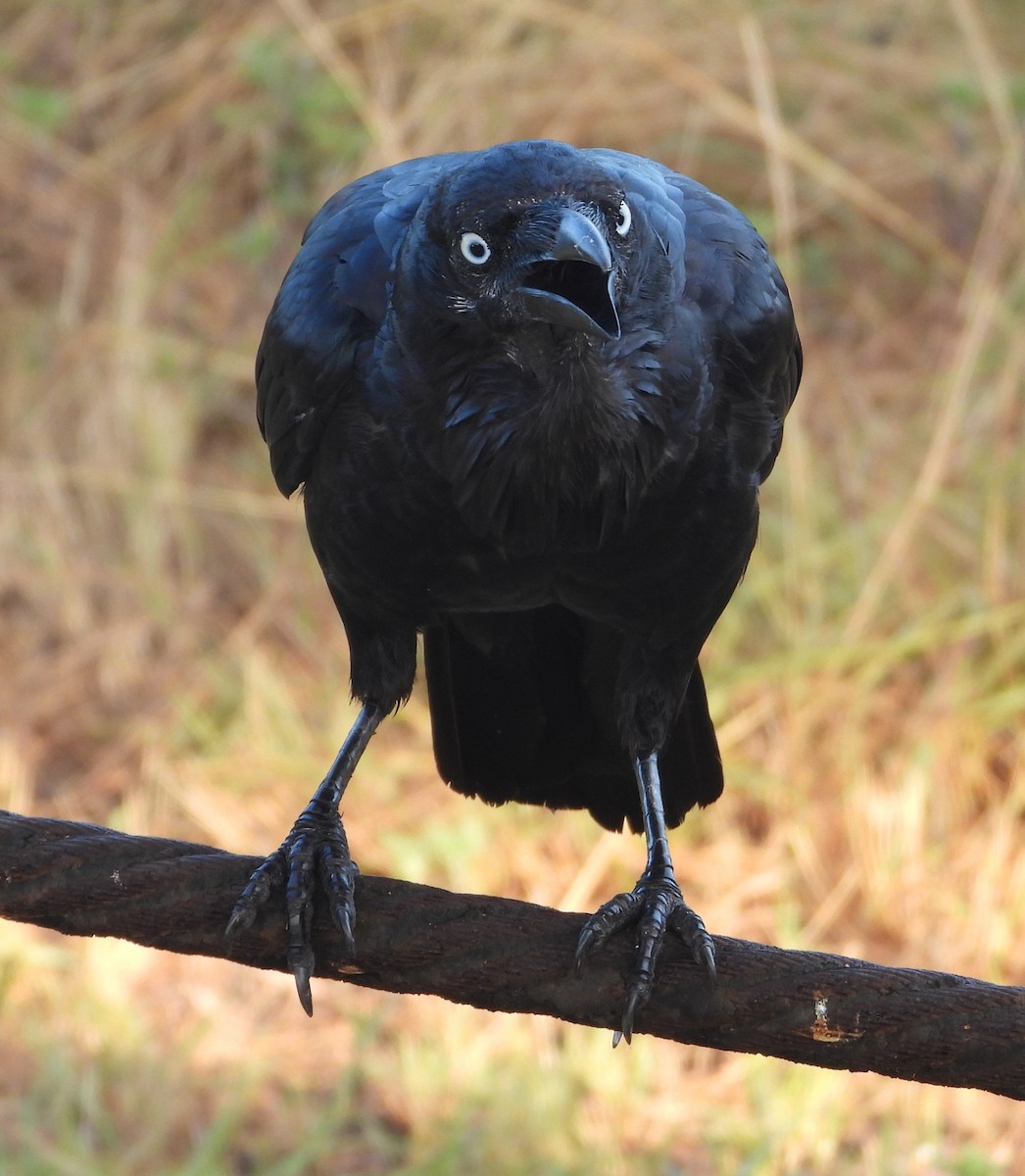 Австралийский ворон - ML646826564
