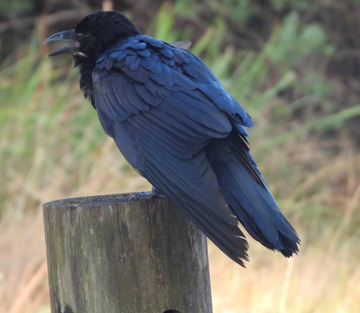 Австралийский ворон - ML646826565