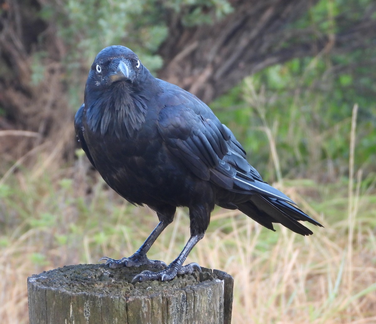 Австралийский ворон - ML646826566