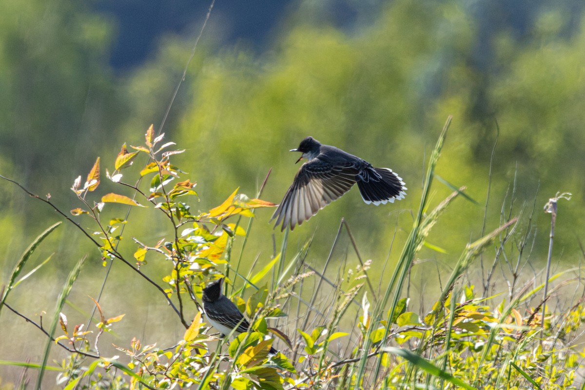 Tirano Oriental - ML646826567