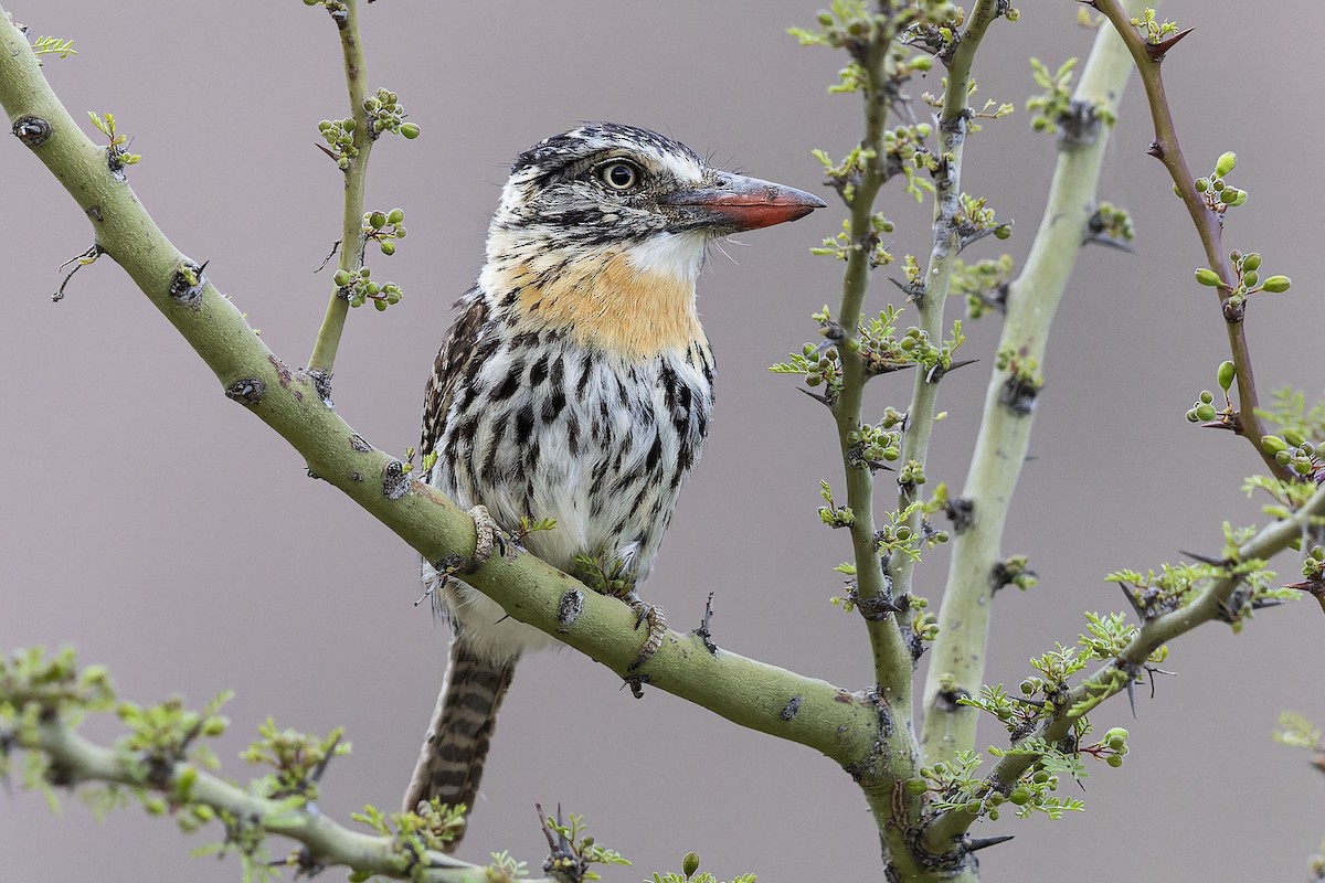 セボシオオガシラ - ML646826575