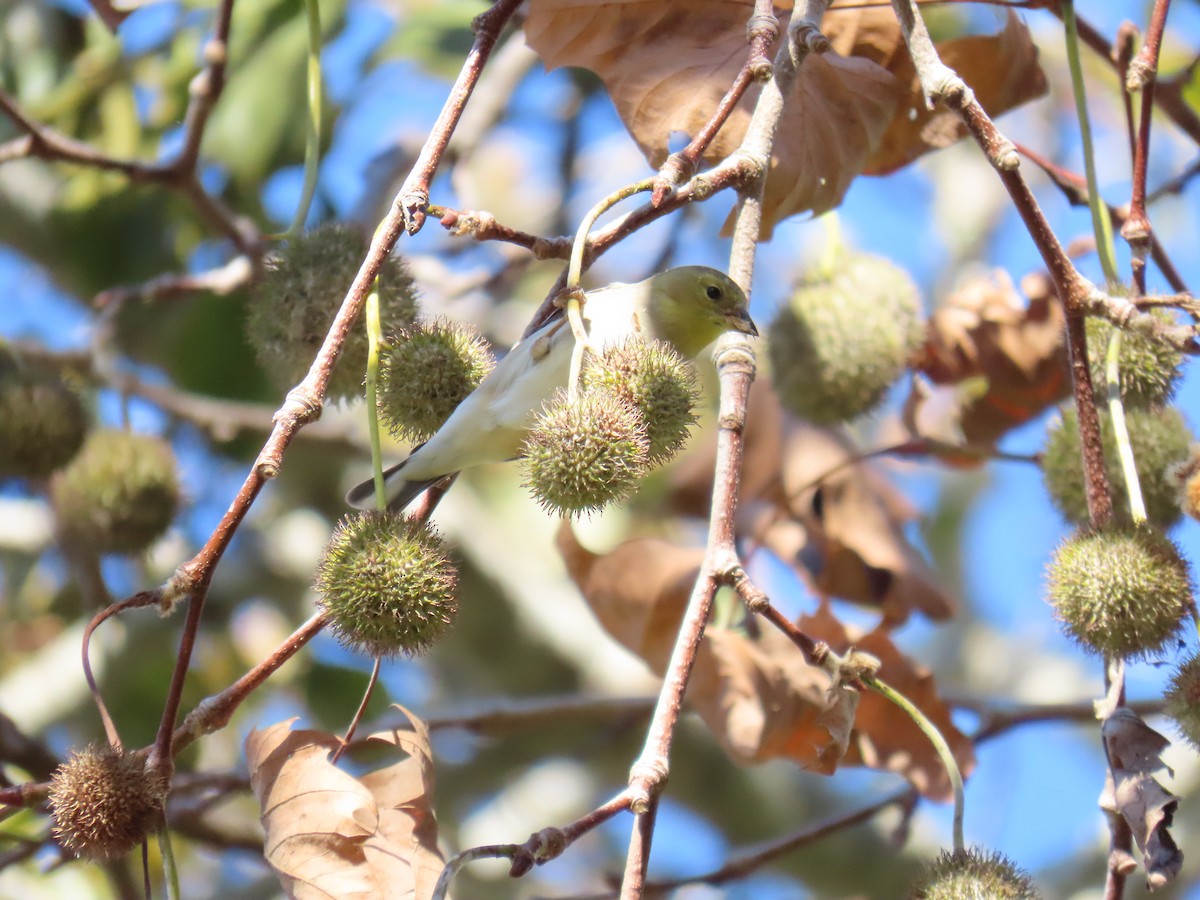American Goldfinch - ML646826577