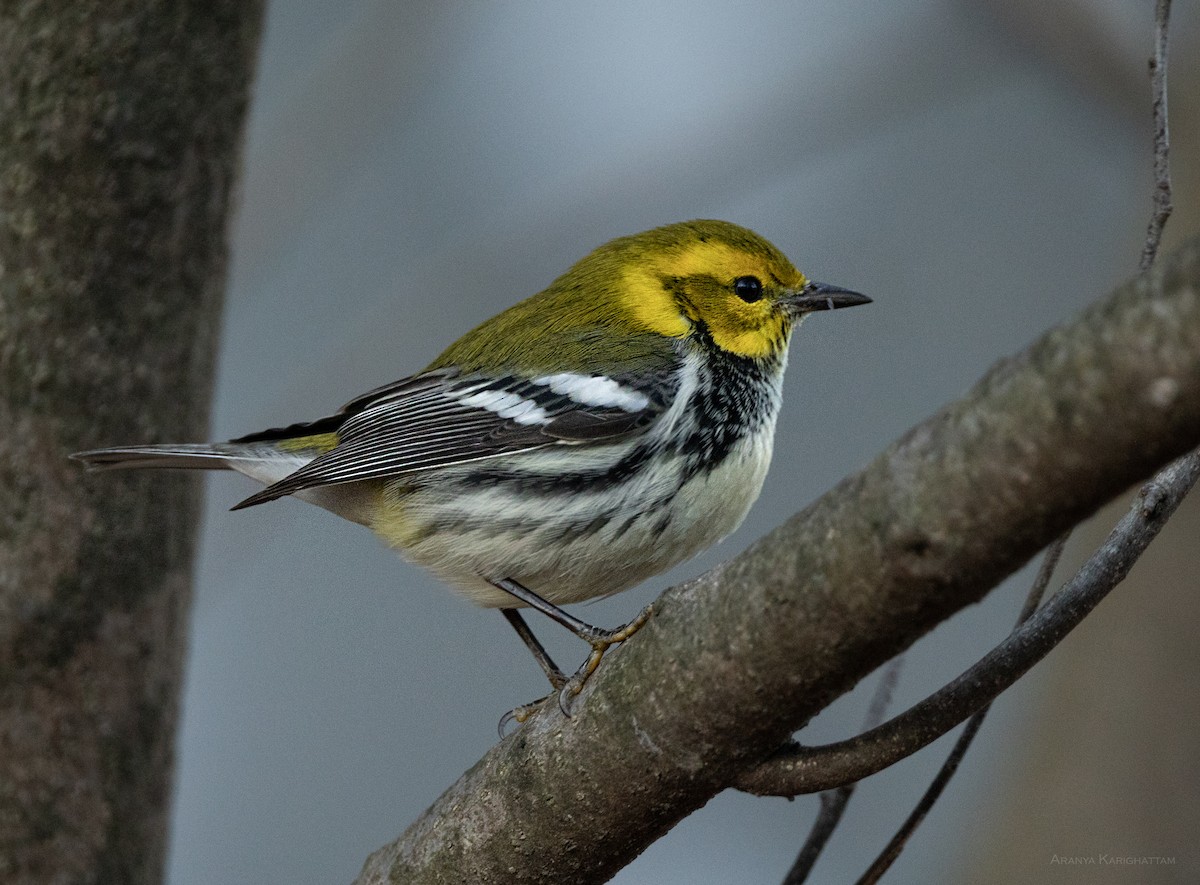 Black-throated Green Warbler - ML646826579