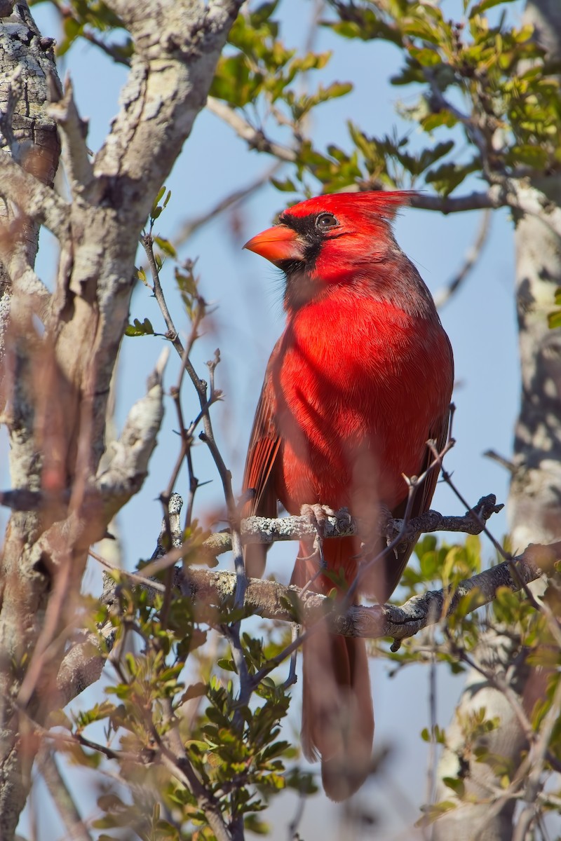 Kırmızı Kardinal - ML646826582