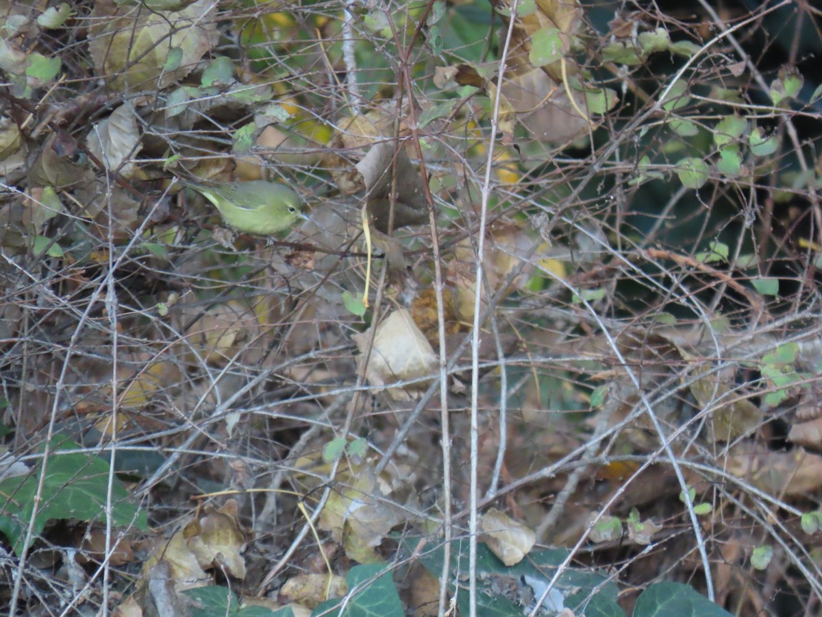 oransjekroneparula - ML646826584