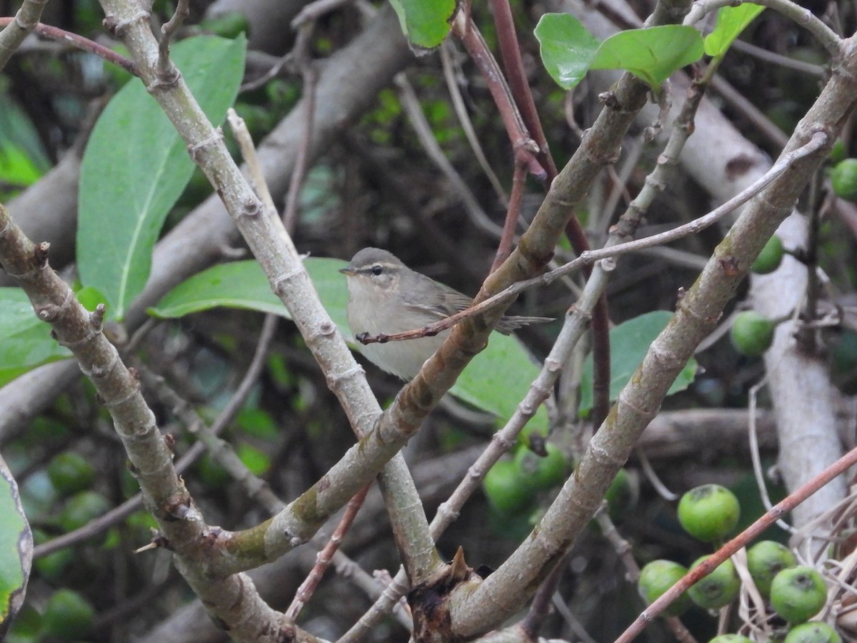 Dusky Warbler - ML646826585
