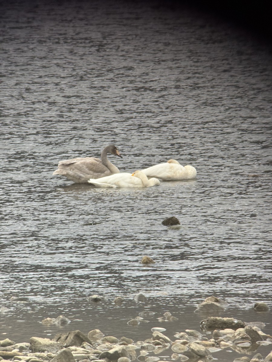 Лебідь-кликун - ML646826586