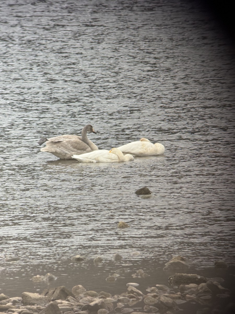 Лебідь-кликун - ML646826587