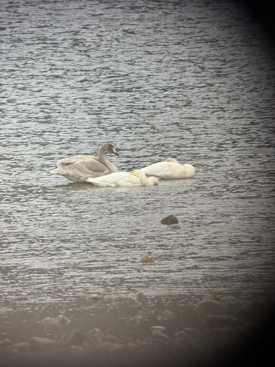 Лебідь-кликун - ML646826588