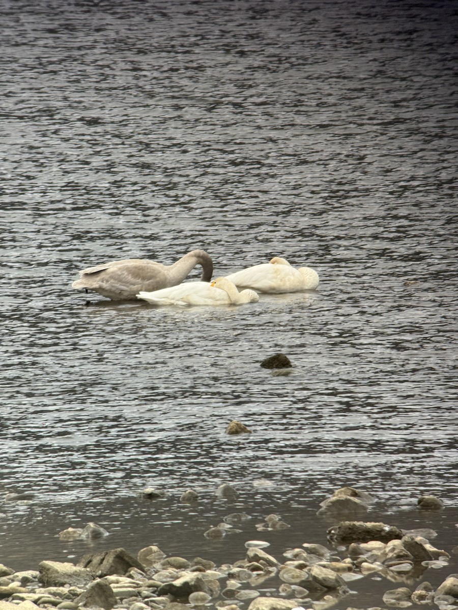 Лебідь-кликун - ML646826589