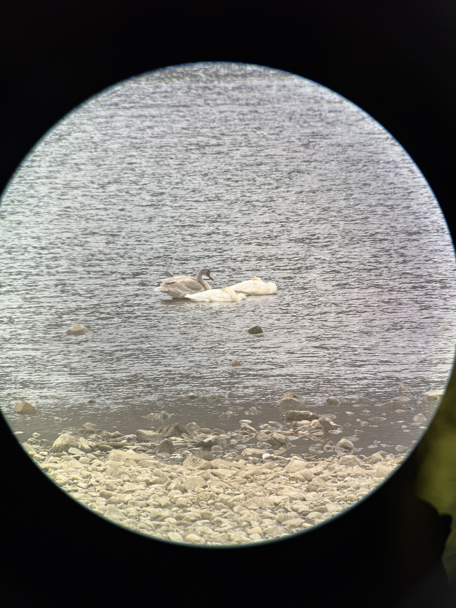 Лебідь-кликун - ML646826590