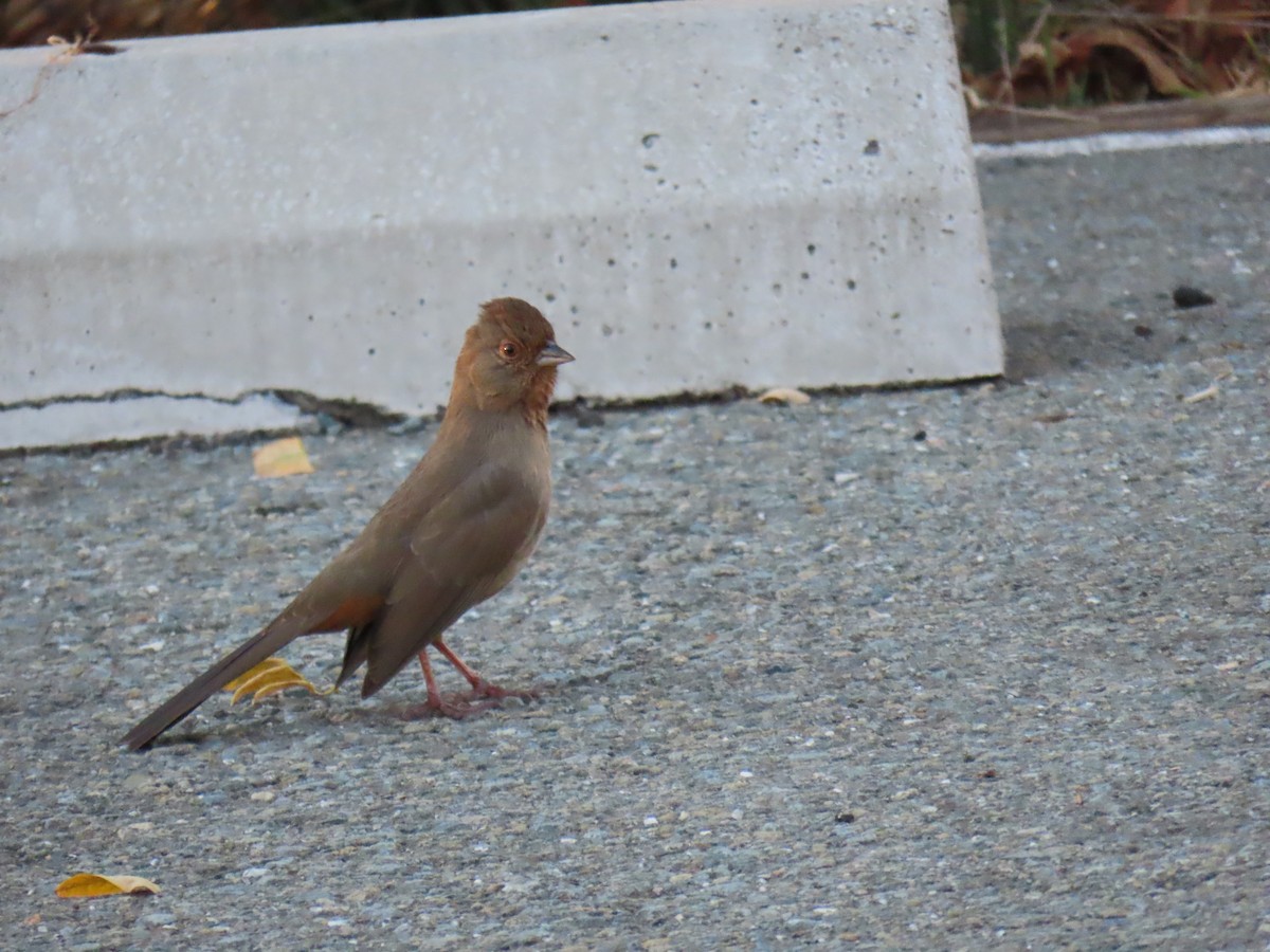 kaliforniatovi - ML646826591