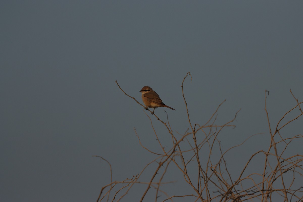 Сорокопуд рудохвостий - ML646826592