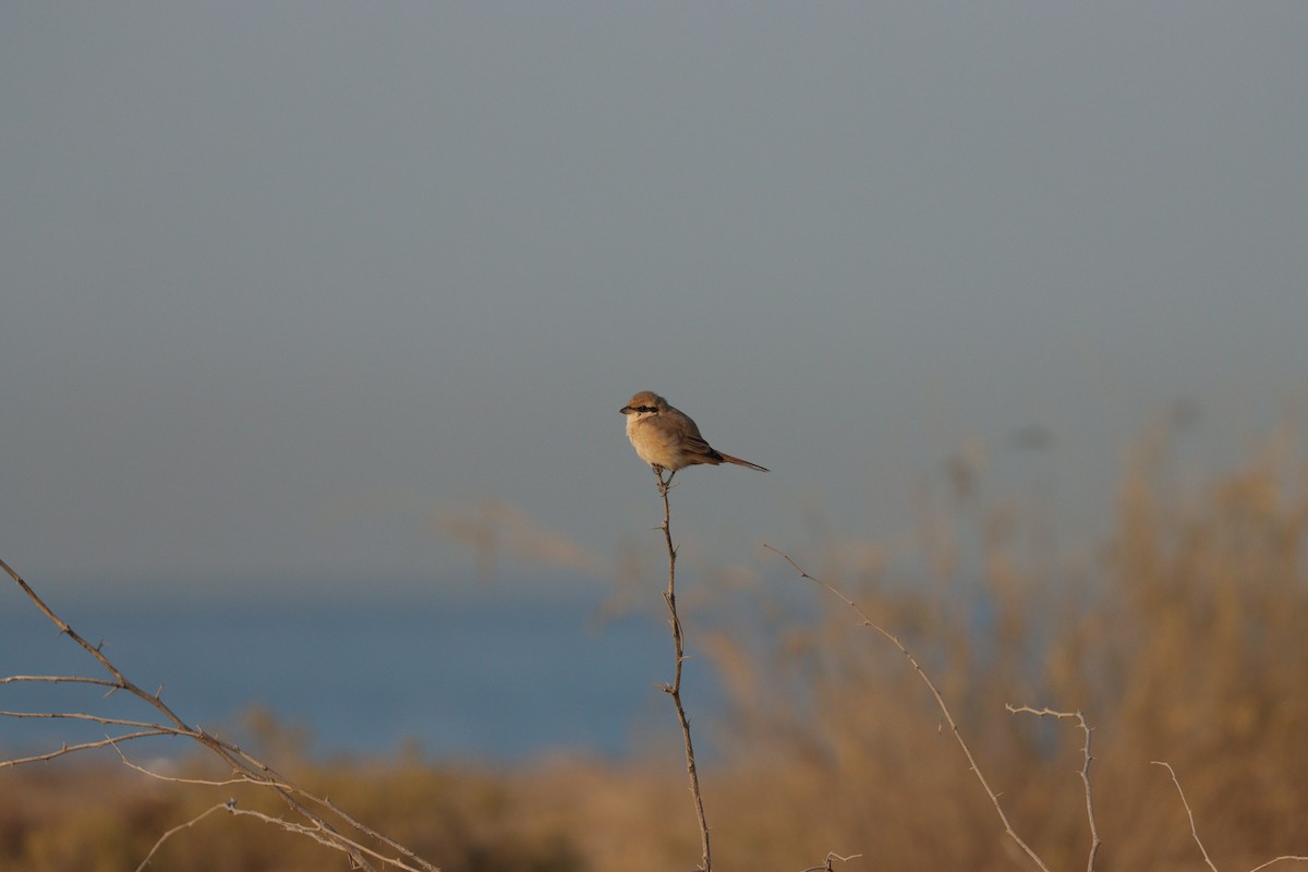 Antzandobi isabeldarra - ML646826593