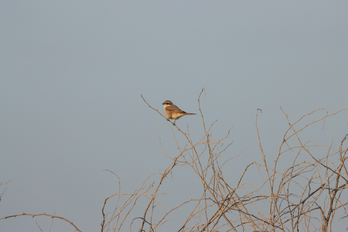 Сорокопуд рудохвостий - ML646826594