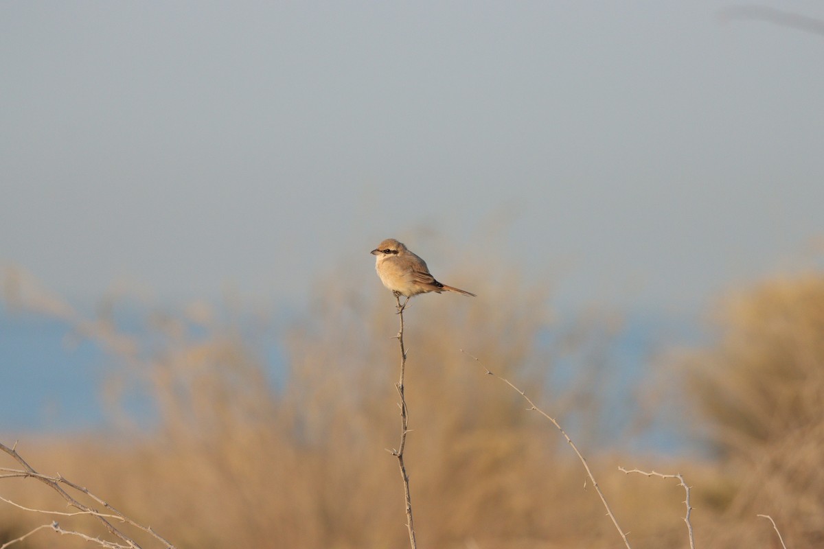 Isabellwürger - ML646826595