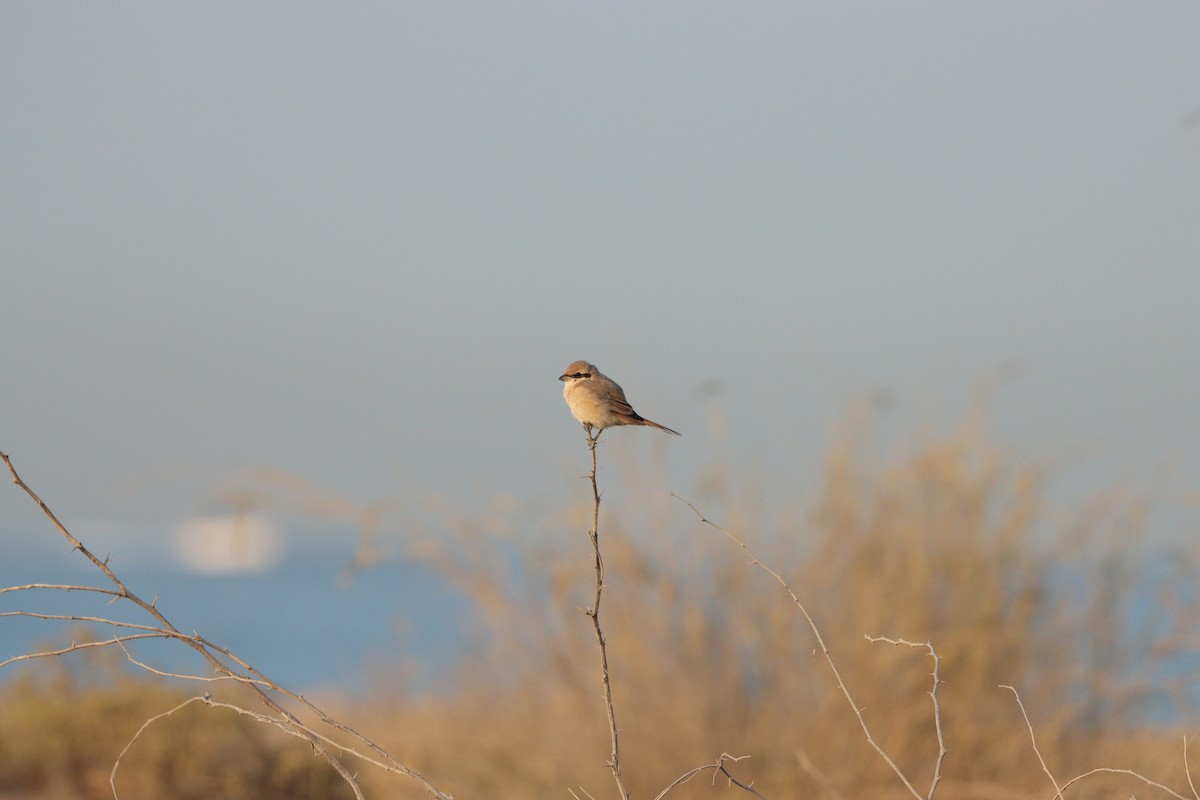 Isabellwürger - ML646826596