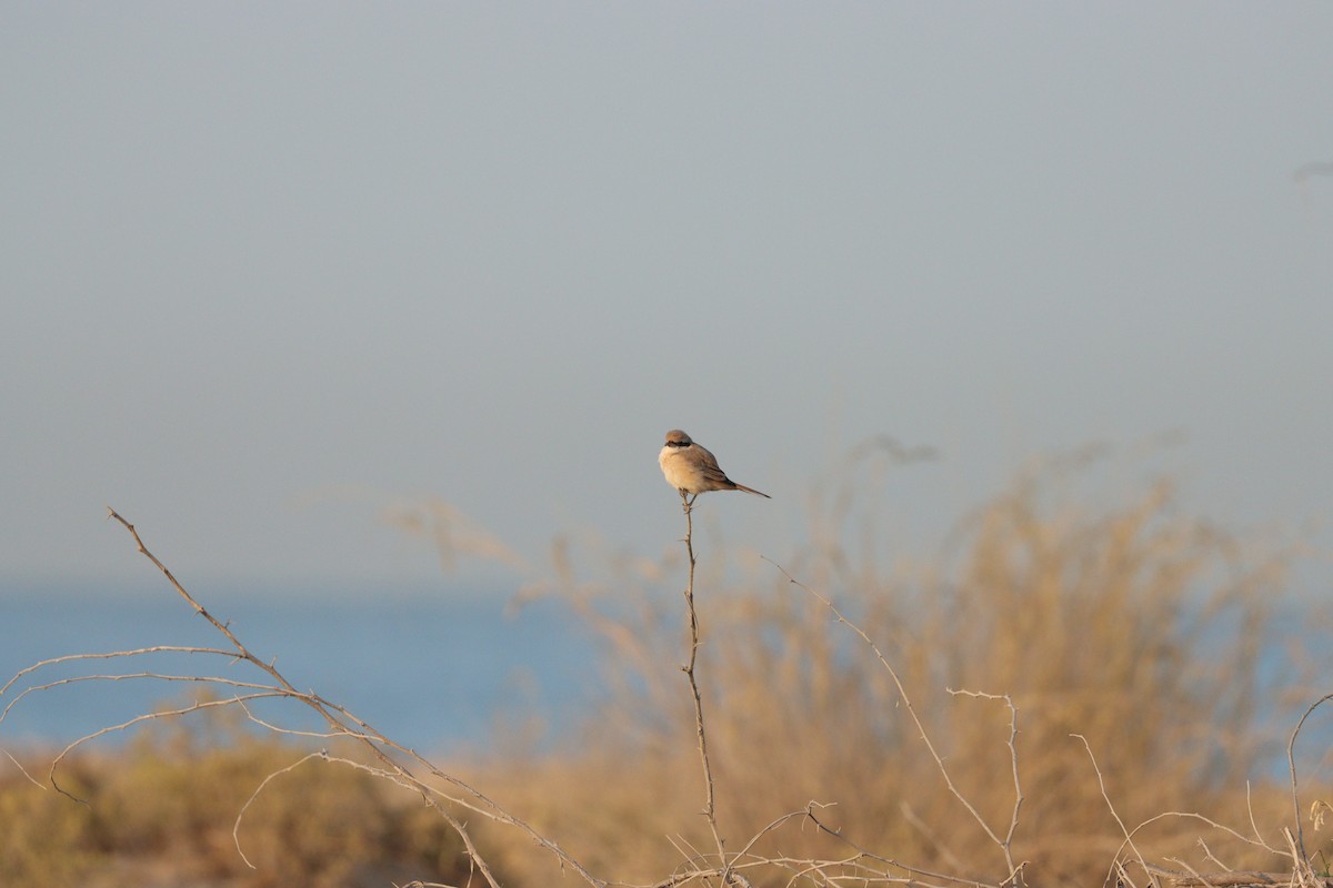 Isabellwürger - ML646826597