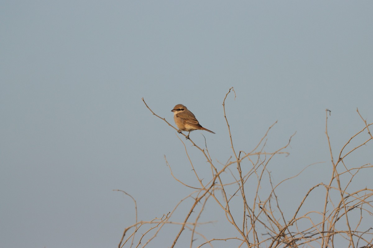 Isabellwürger - ML646826598