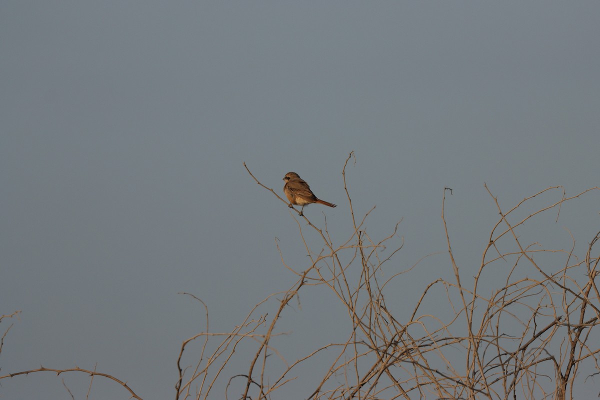 Isabellwürger - ML646826599