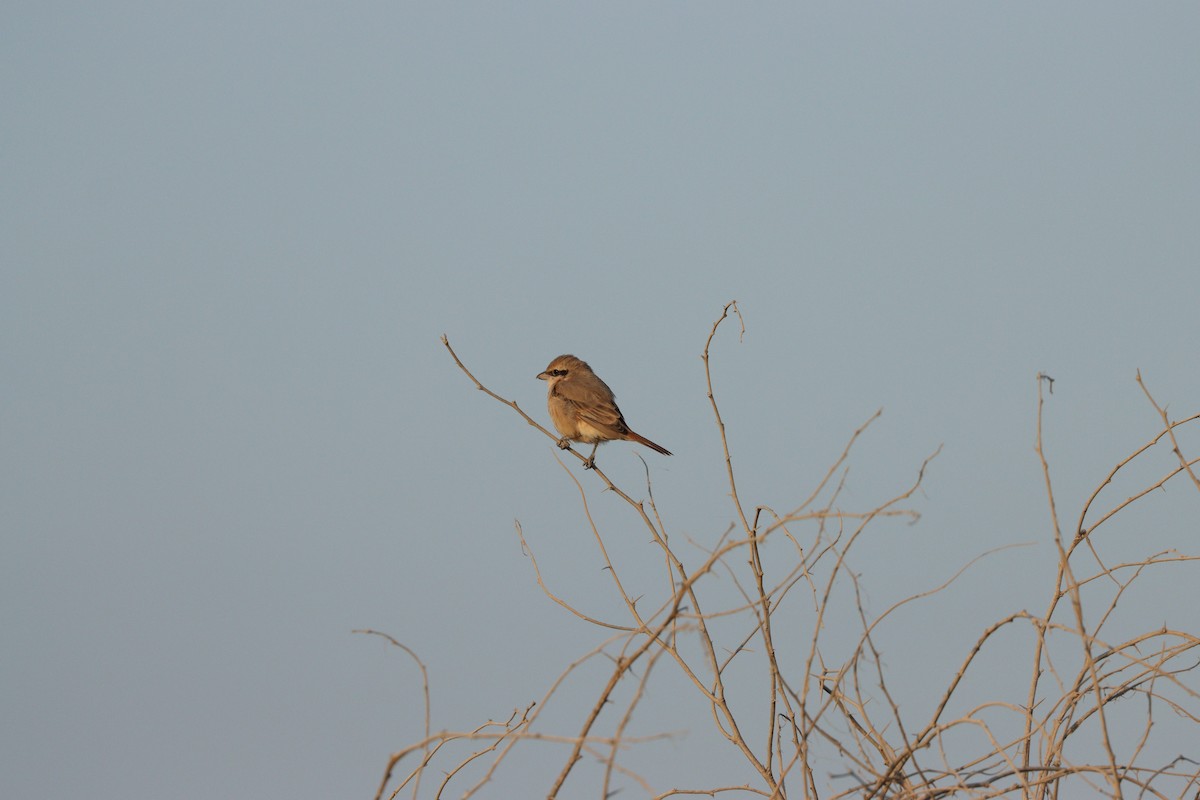 Isabellwürger - ML646826600