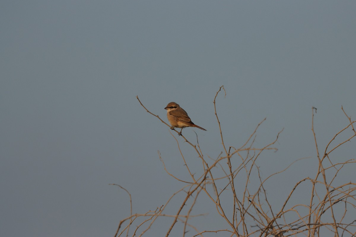 Сорокопуд рудохвостий - ML646826601