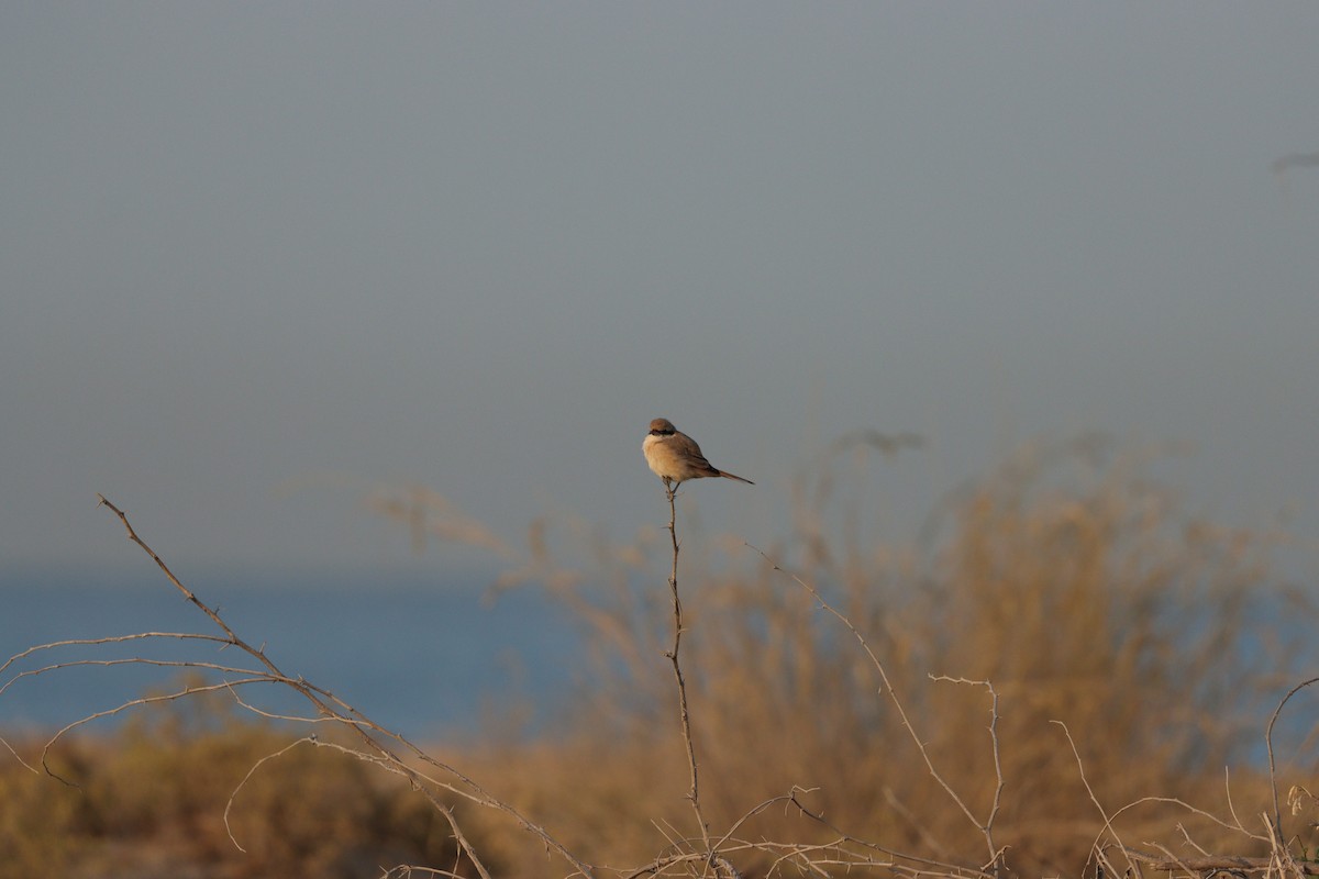 Isabellwürger - ML646826602