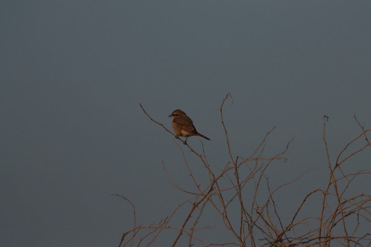 Isabellwürger - ML646826603