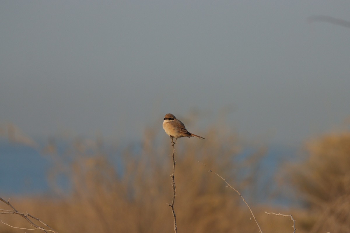 Isabellwürger - ML646826604