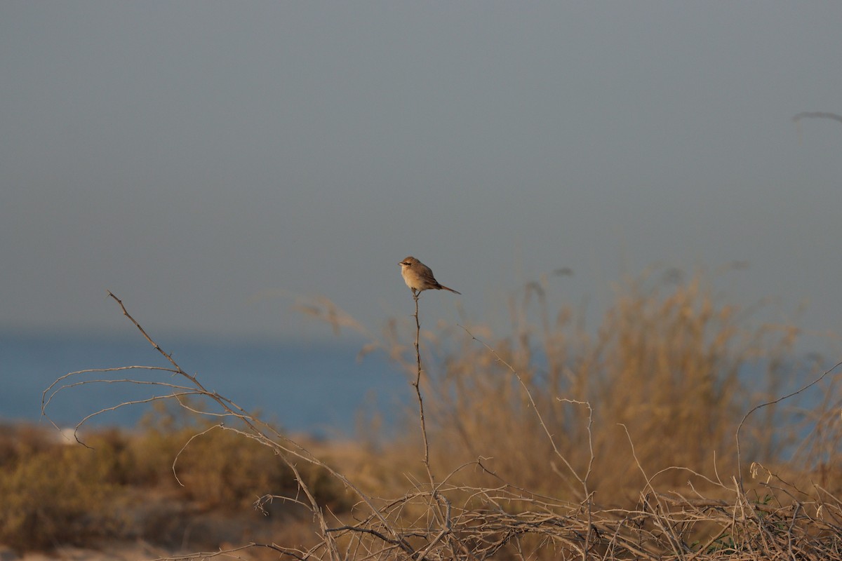 Isabellwürger - ML646826605