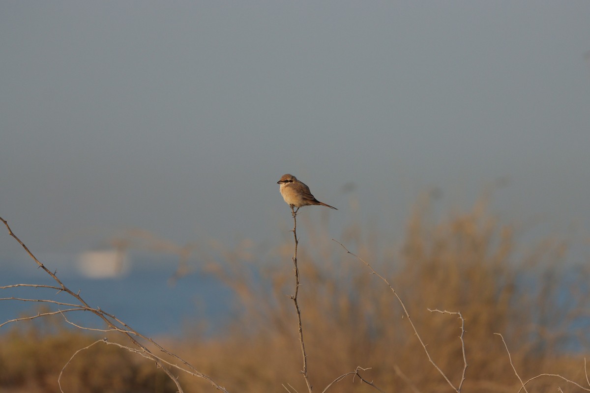 Isabellwürger - ML646826606