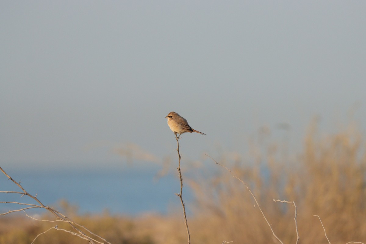 Isabellwürger - ML646826607