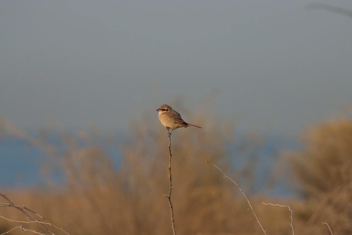 Isabellwürger - ML646826608