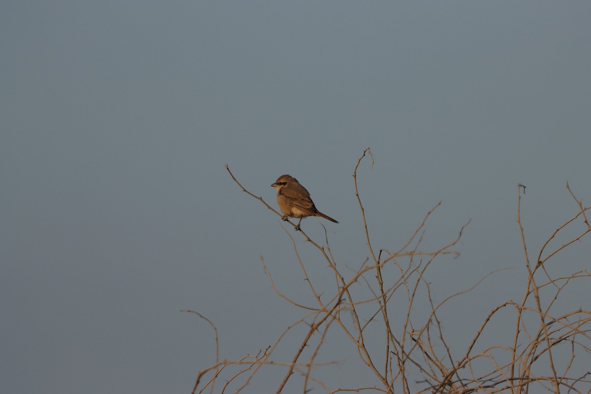 Isabellwürger - ML646826609