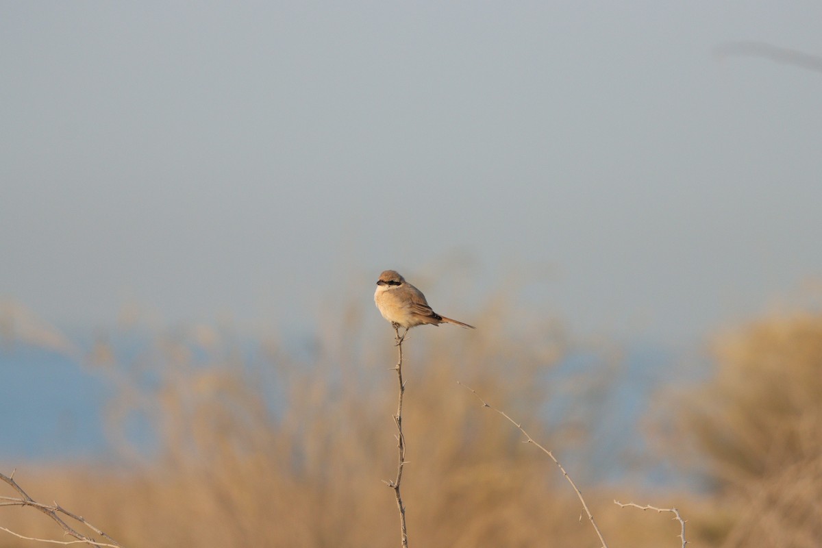 Isabellwürger - ML646826610