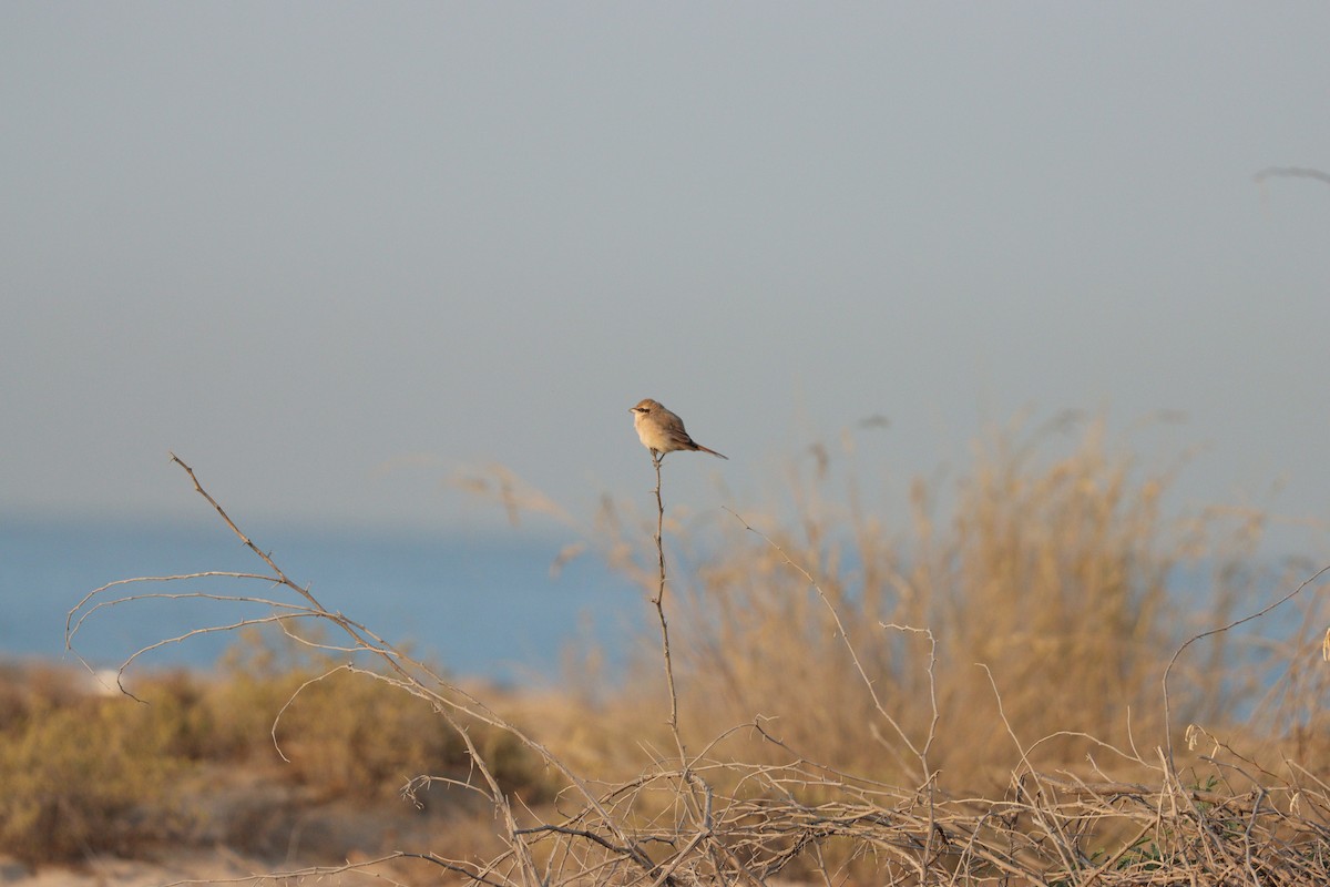 Isabellwürger - ML646826611