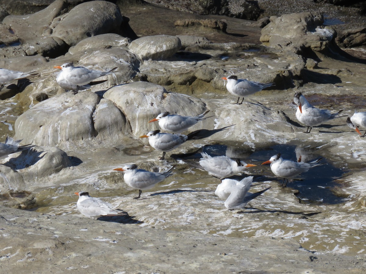 Крячок королівський - ML646826612