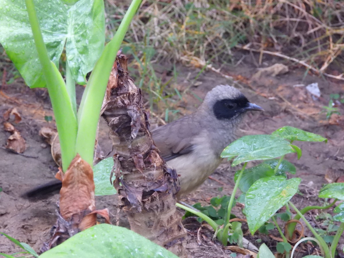Чагарниця маскова - ML646826613