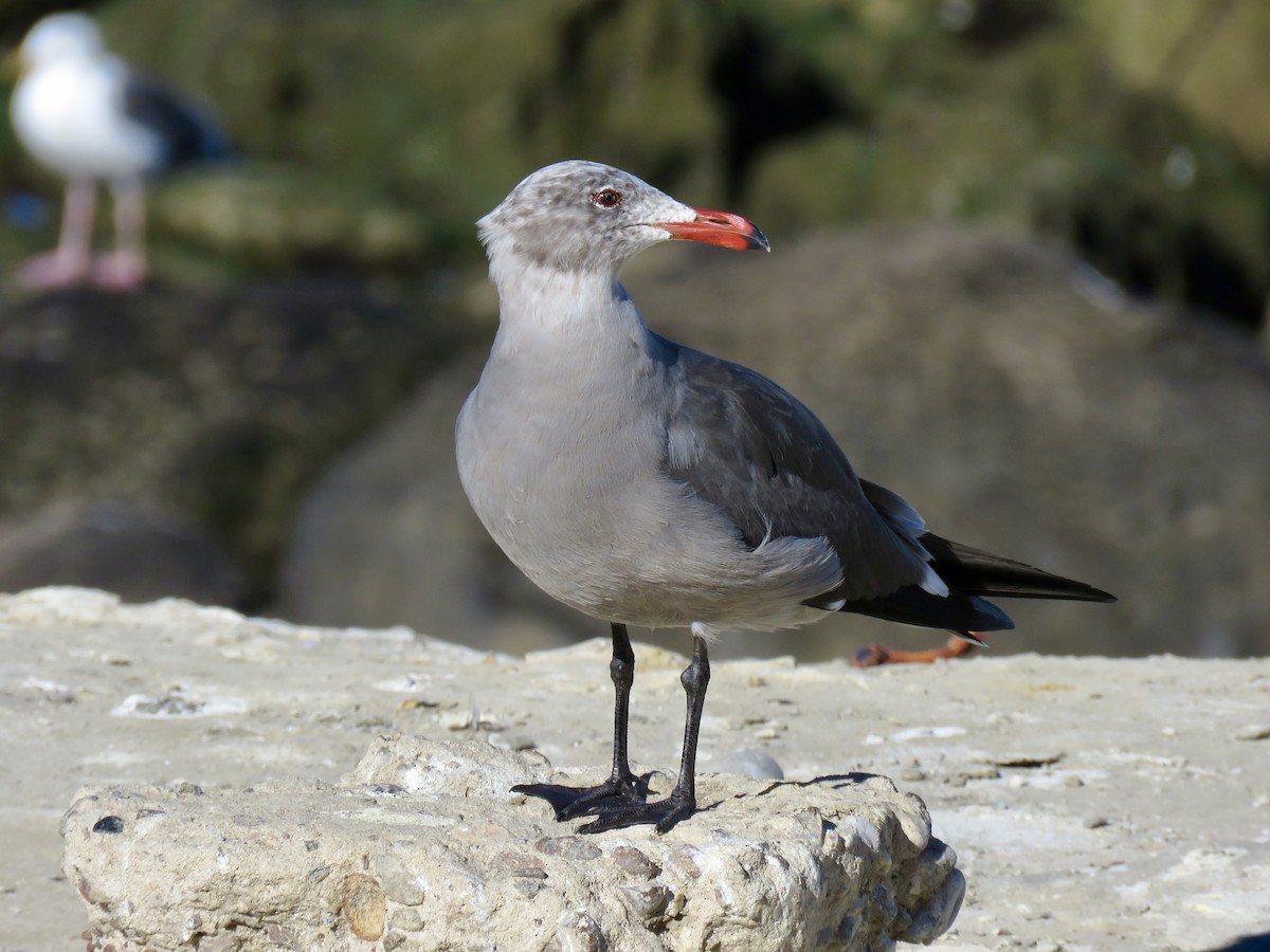 Goéland de Heermann - ML646826614