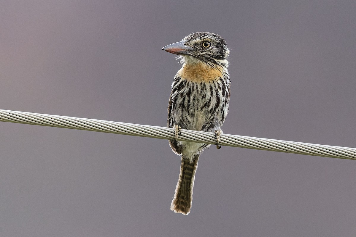 Лінивка-смугохвіст плямистобока - ML646826615
