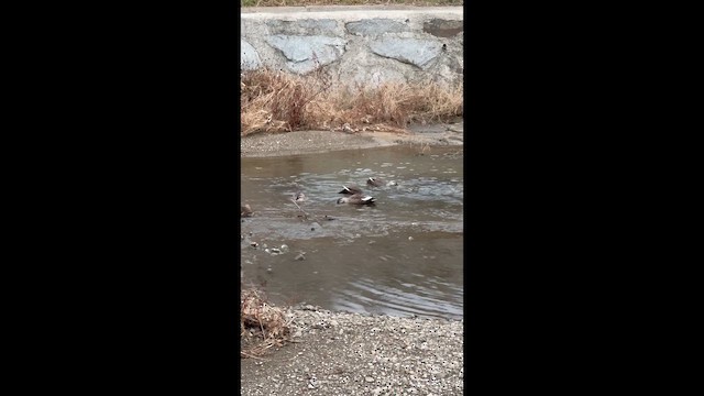 Ánade Picopinto Chino - ML646826616