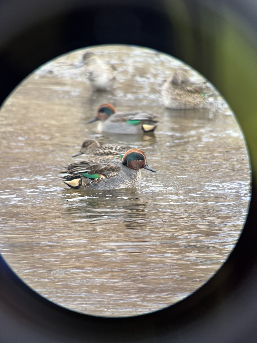 Cerceta Común (Euroasiática) - ML646826619