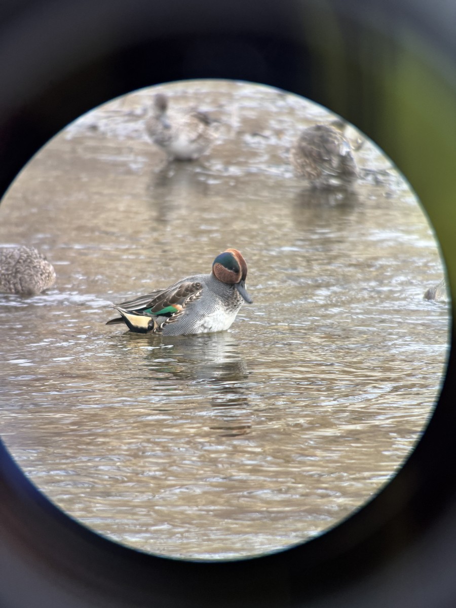 Cerceta Común (Euroasiática) - ML646826620