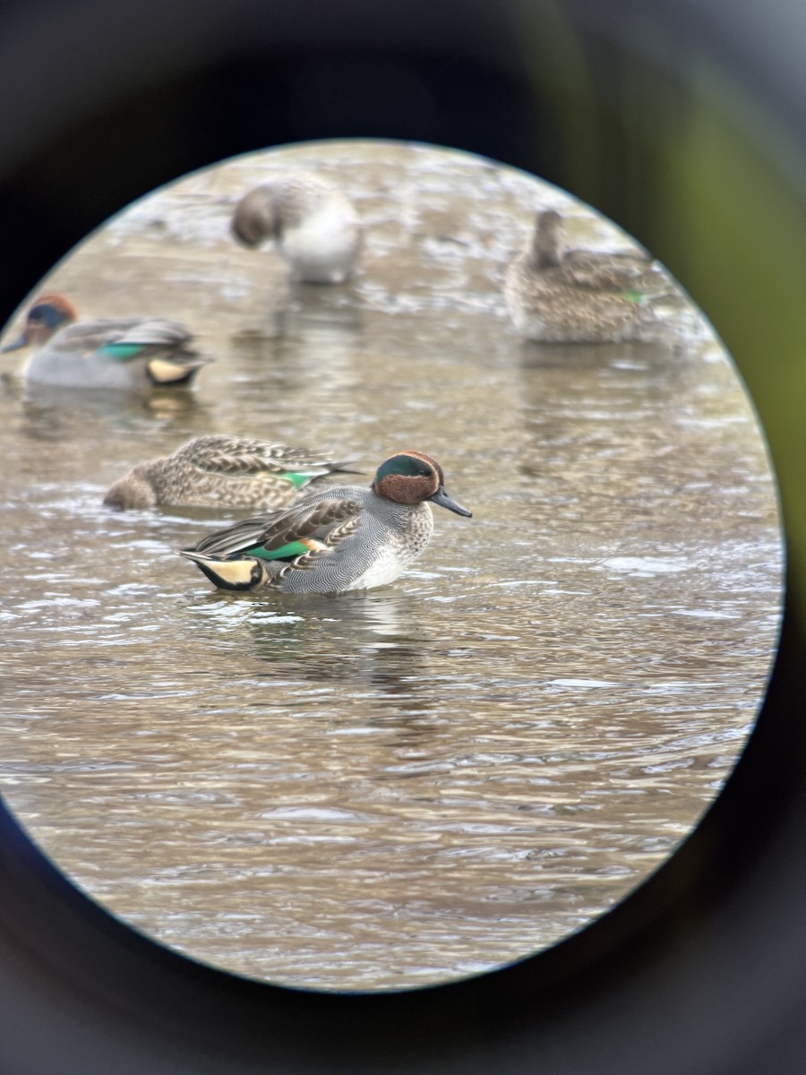 Cerceta Común (Euroasiática) - ML646826621