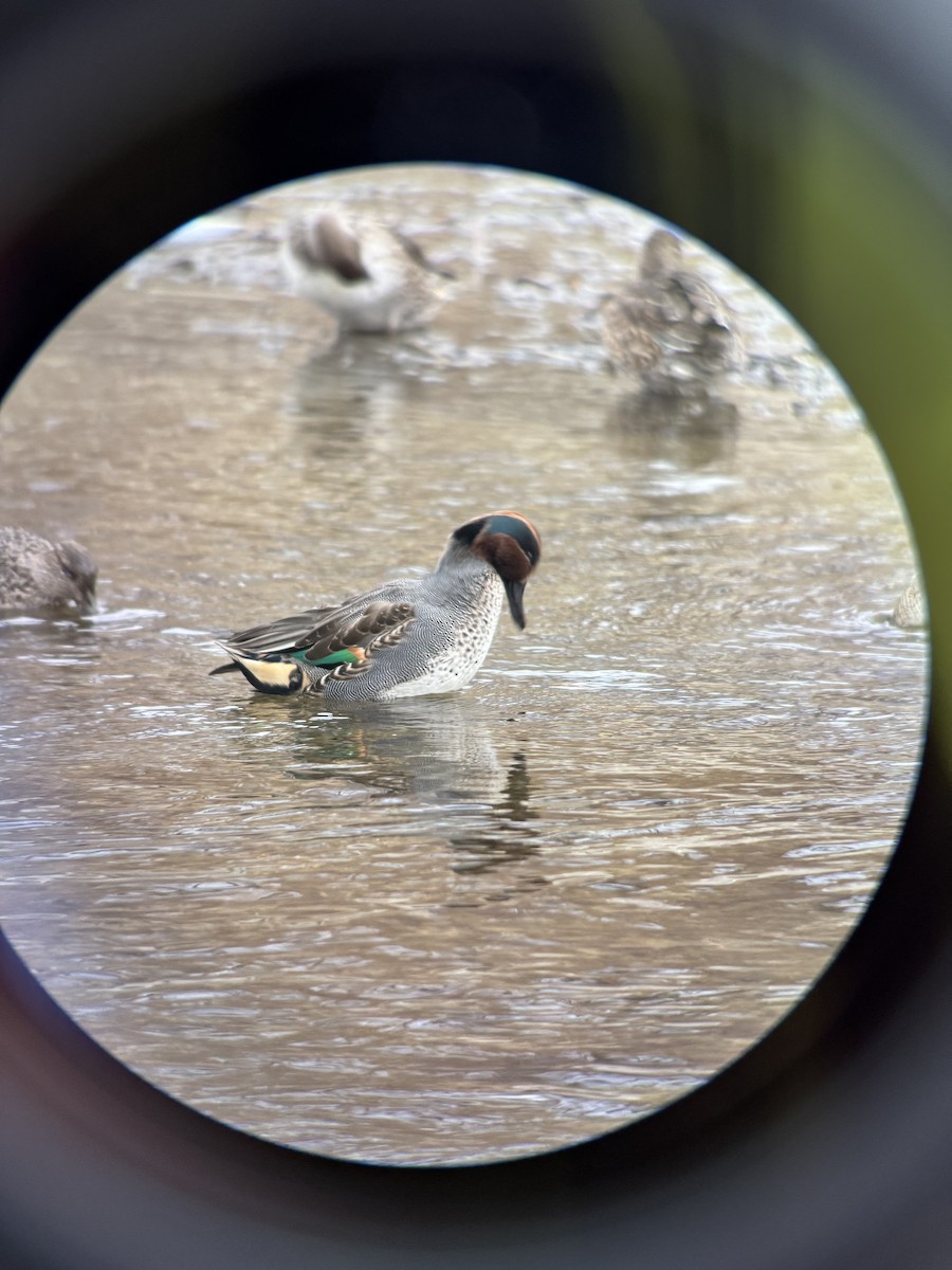 Cerceta Común (Euroasiática) - ML646826622