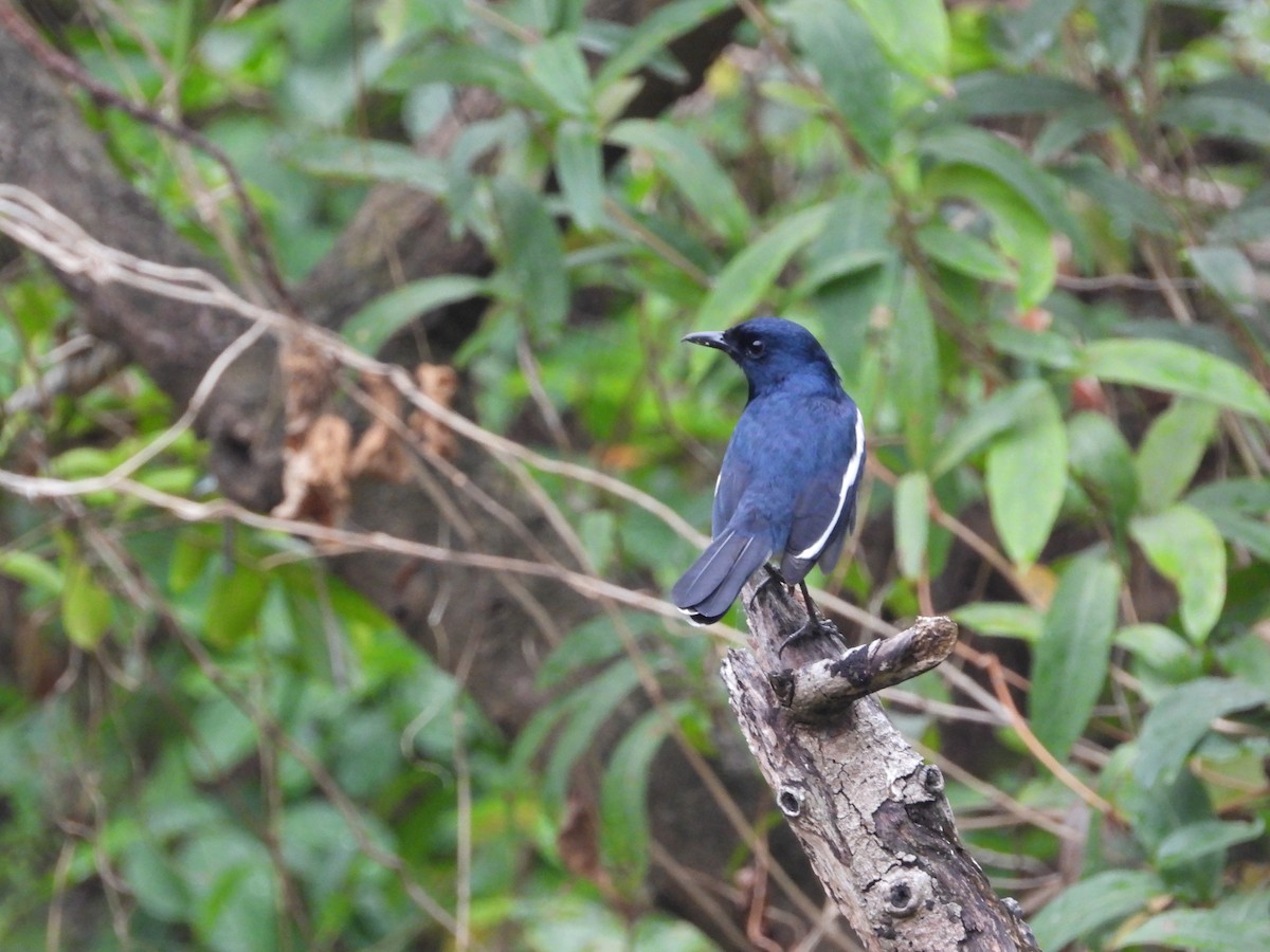 Oriental Magpie-Robin - ML646826623